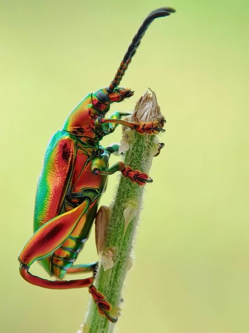 Colombian beetles exported to Japan with assistance from cryptocurrency